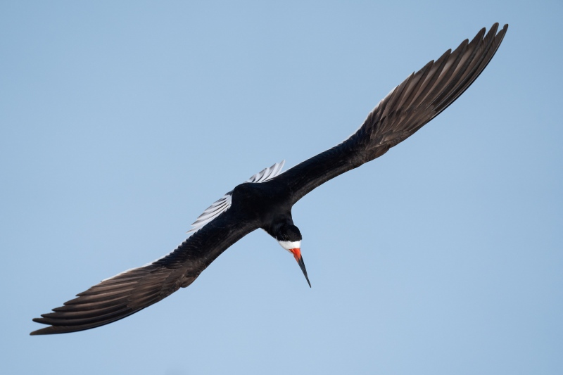 Black-Skimmer-3200-flight-dorsal-view-_A1G6447-Nickerson-Beach-Park-Lido-Beach.-Long-Island-NY