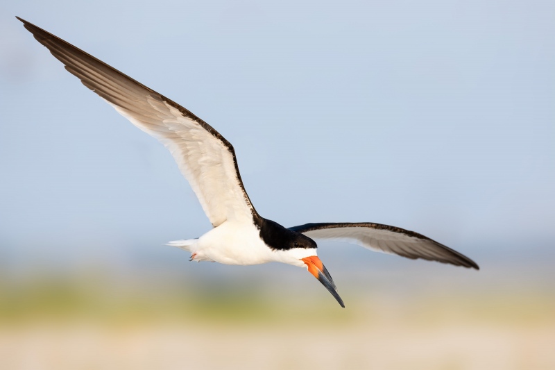 Black-Skimmer-3200-in-flight-Bruce-dudek-image-_A3A1533