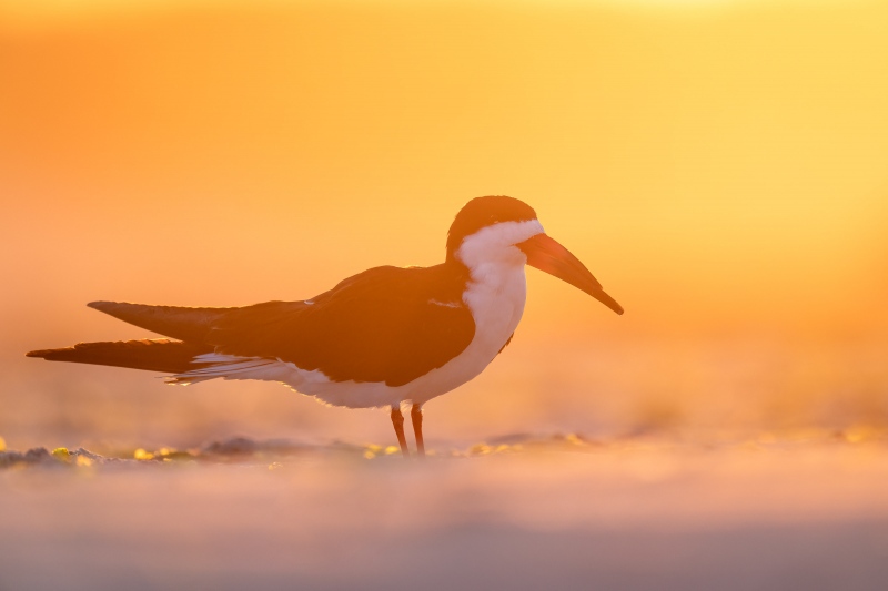 Black-Skimmer-3200-in-yellow-light-_A1G2873-Nickerson-Beach-Park-Lido-Beach.-Long-Island-NY