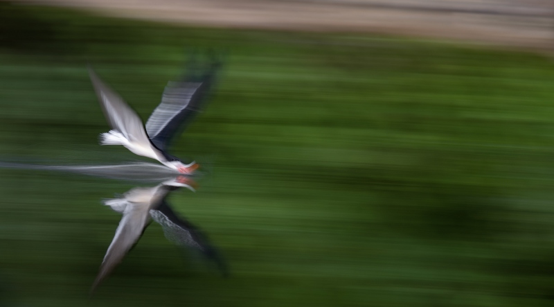 Black-Skimmer-3200-skimming-blur-_A1G7249-Nickerson-Beach-Park-Lido-Beach.-Long-Island-NY