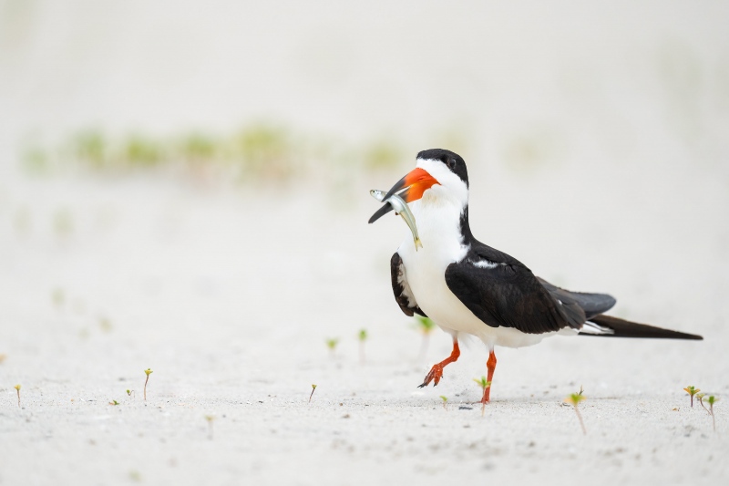 Black-Skimmer-3200-with-Spearing-Atlantic-Sillversides-_A1G6890-Nickerson-Beach-Park-Lido-Beach.-Long-Island-NY