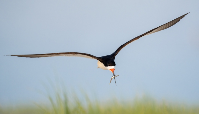 Black-Skimmer-3200-with-baitfish-for-courtship-feeding-_A1G1676-Nickerson-Beach-Park-Lido-Beach.-Long-Island-NY