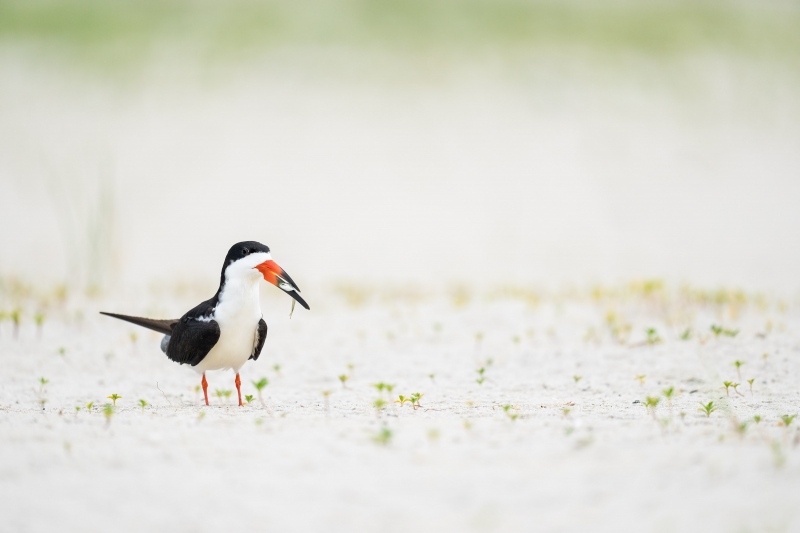 Black-Skimmer-3200-with-baitfish-for-courtship-presentation-_A1G6853-Nickerson-Beach-Park-Lido-Beach.-Long-Island-NY