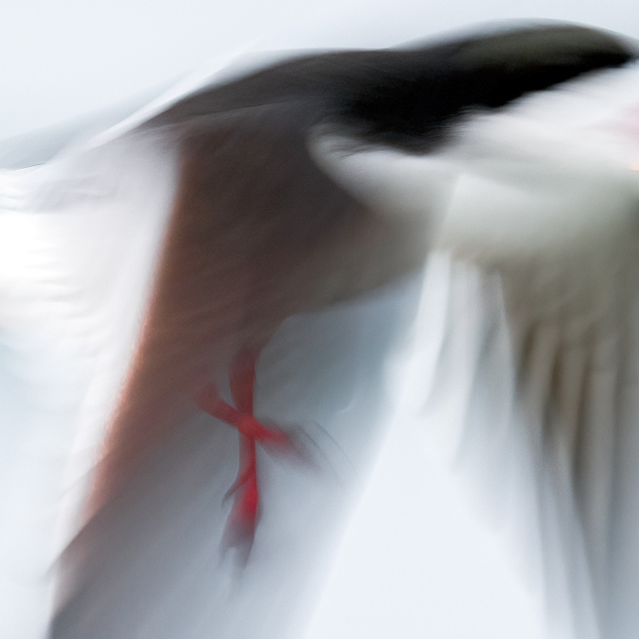 Black-Skimmer-footsie-blur-_A1G6331-Nickerson-Beach-Park-Lido-Beach.-Long-Island-NY