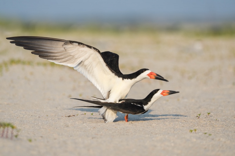 Black-Skimmers-3200-copulating-_A1G3825-Nickerson-Beach-Park-Lido-Beach.-Long-Island-NY