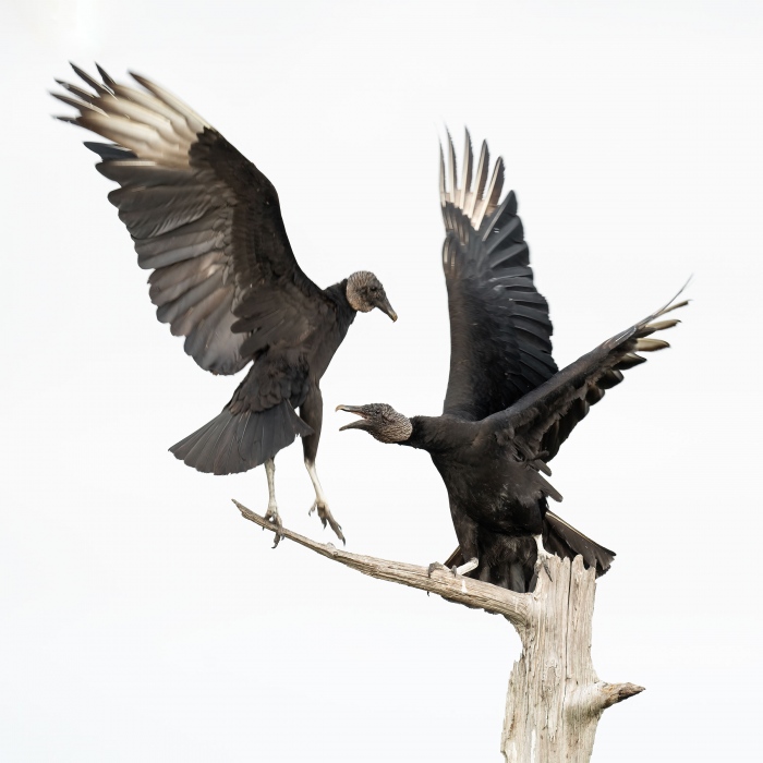 Black-Vultures-2400-squabbling-over-perch-_A1G8690-Indian-Lake-Estates-FL