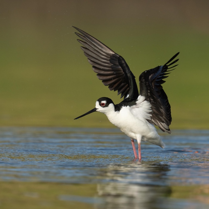 Black-necked-Stilt-flapping-after-bath-_A1G3967-Bonaire