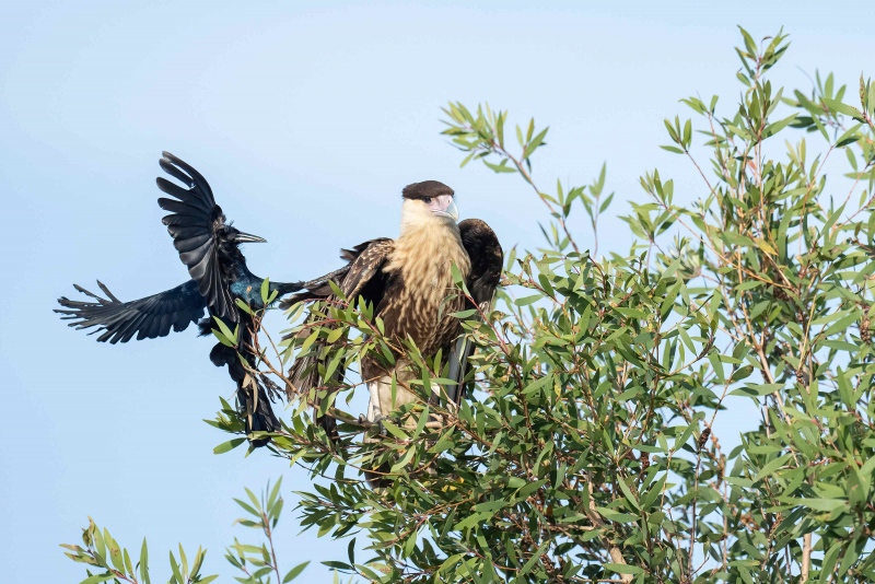 Boat-tailed-Grackle-3200-harrassing-juvenile-Crested-Caracara-_A1G6199-Indain-Lake-Estates-FL-