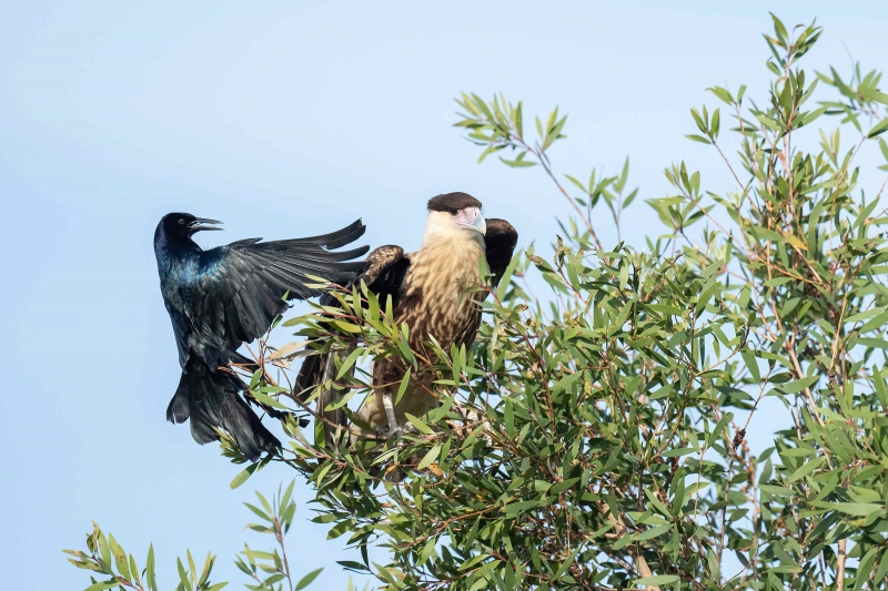 Boat-tailed-Grackle-3200-harrassing-juvenile-Crested-Caracara-_A1G6200-Indain-Lake-Estates-FL-