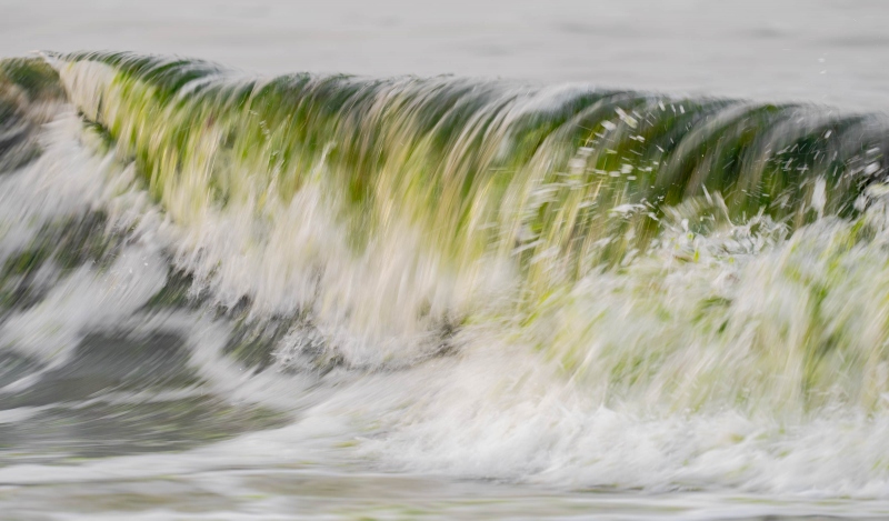 Breaking-wave-3200-with-seaweed-_A1G6519-Nickerson-Beach-Park-Lido-Beach.-Long-Island-NY