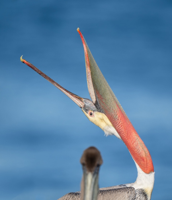 Brown-Pelican-2400-head-throw-option-A-_A1G8532-La-Jolla-CA-2