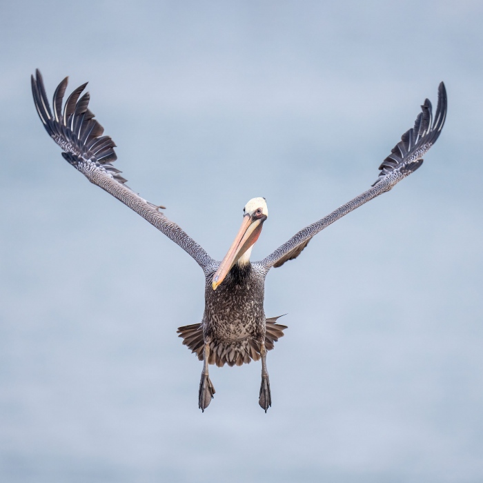 Brown-Pelican-2400-incoming-_A1G2808-La-Jolla-CA