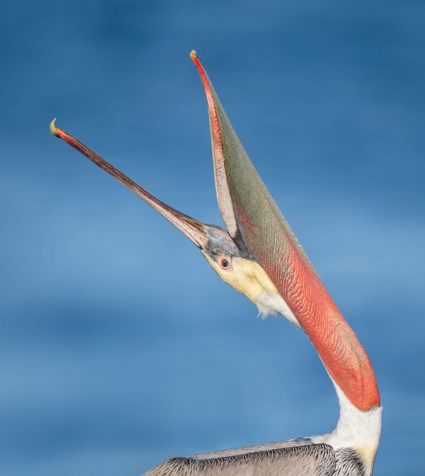 Brown-Pelican-3200-D-head-throw-option-B_A1G8532-La-Jolla-CA-2