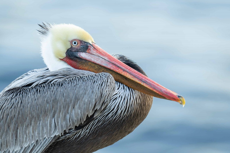 Brown-Pelican-3200-Pacific-race-_A1G7559-La-Jolla-CA-