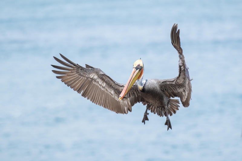 Brown-Pelican-3200-Pacific-race-adult-braking-to-land-_A1G4786-La-Jolla-CA