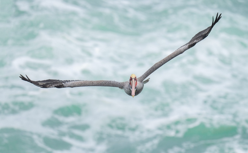 Brown-Pelican-3200-Pacific-race-in-flight-_A1G5458-La-Jolla-CA