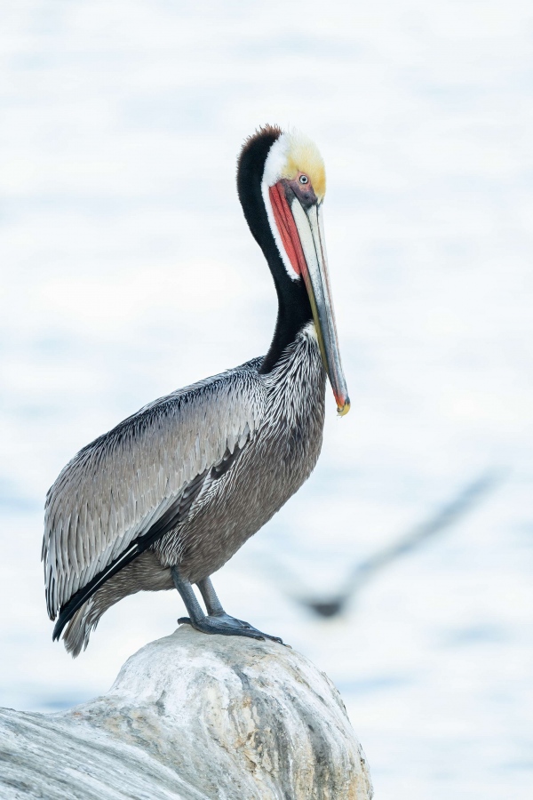 Brown-Pelican-3200-Pacific-race-in-low-light-_A1G9841-La-Jolla-CA-