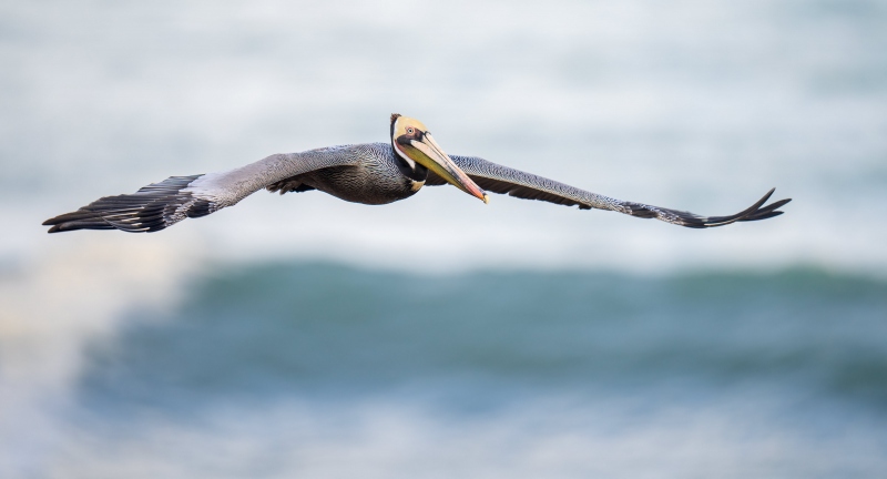 Brown-Pelican-3200-flying-over-wave-_A1G0777-La-Jolla-CA