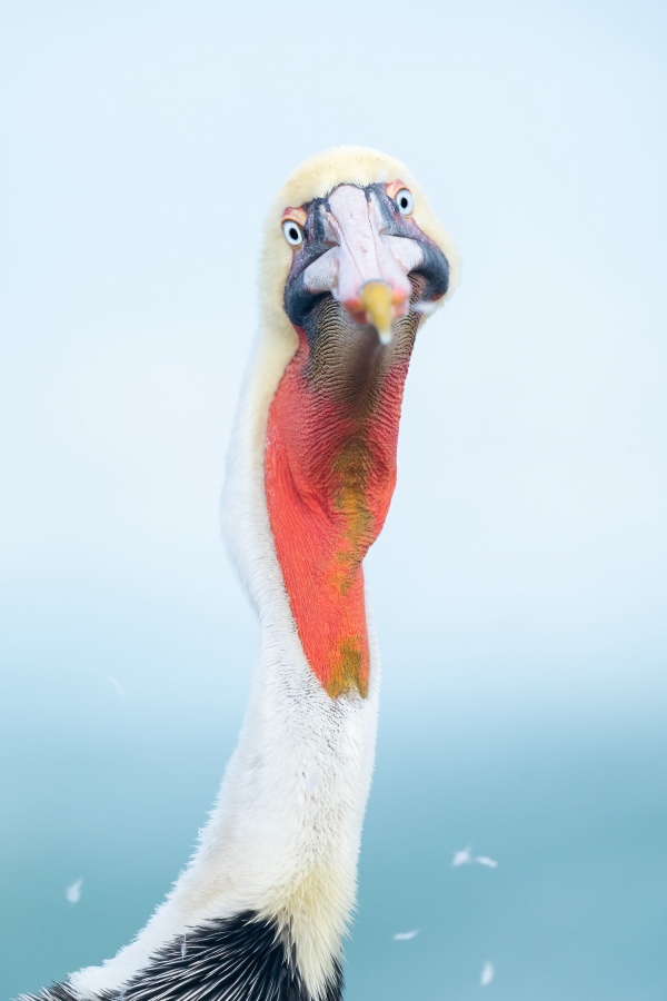 Brown-Pelican-3200-head-shake-_A1G4388-La-Jolla-CA