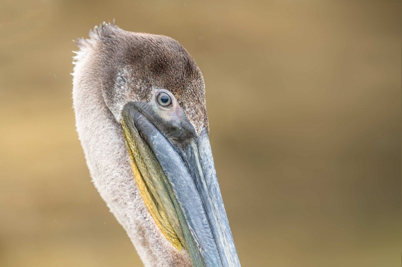 Brown-Pelican-3200-juvenile-head-portrait-_A1G5431-La-Jolla-CA