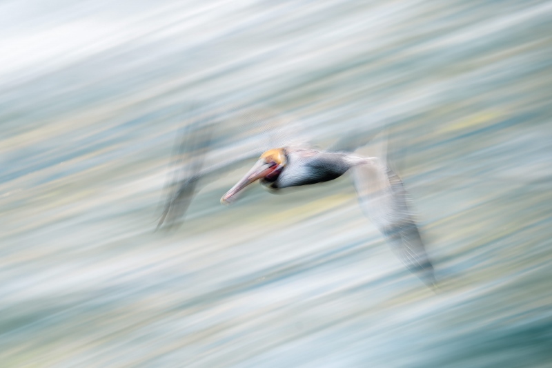 Brown-Pelican-3200-pan-blur-_A922075-La-Jolla-CA