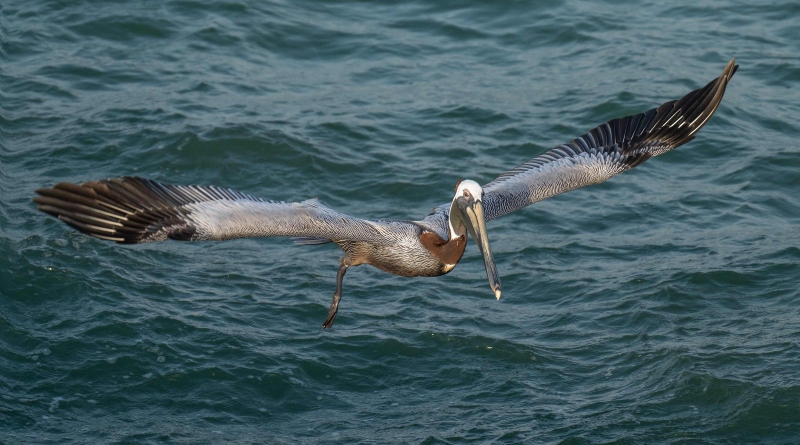 Brown-Pelican-3200-ready-to-dive-_A1G1728-Fort-DeSoto-Park-FL-