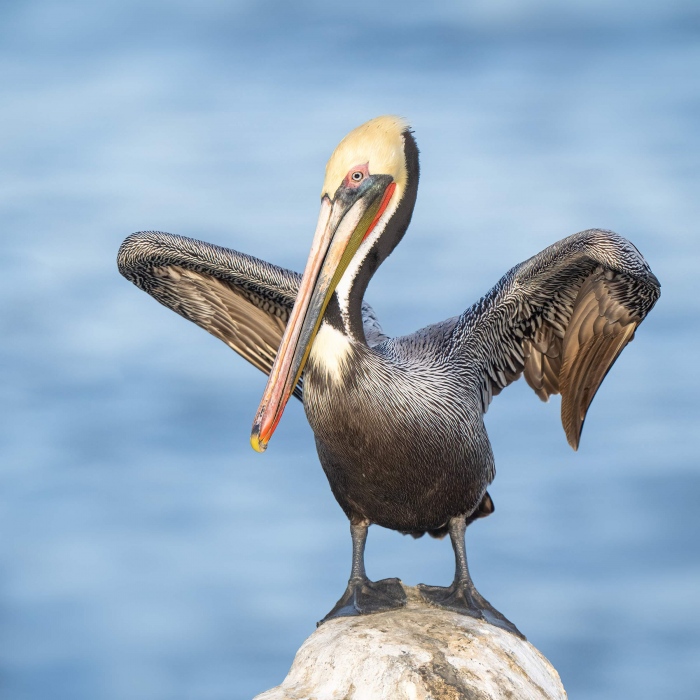 Brown-Pelican-3200-stretching-wings-_A1G5414-La-Jolla-CA-