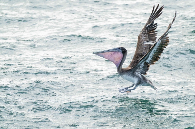 Brown-Pelican-3200-taking-flight-with-bill-distended-_A1G2098-Fort-DeSoto-Park-FL-