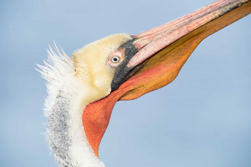 Brown-Pelican-3200-violent-head-shake_A1G5952-La-Jolla-CA