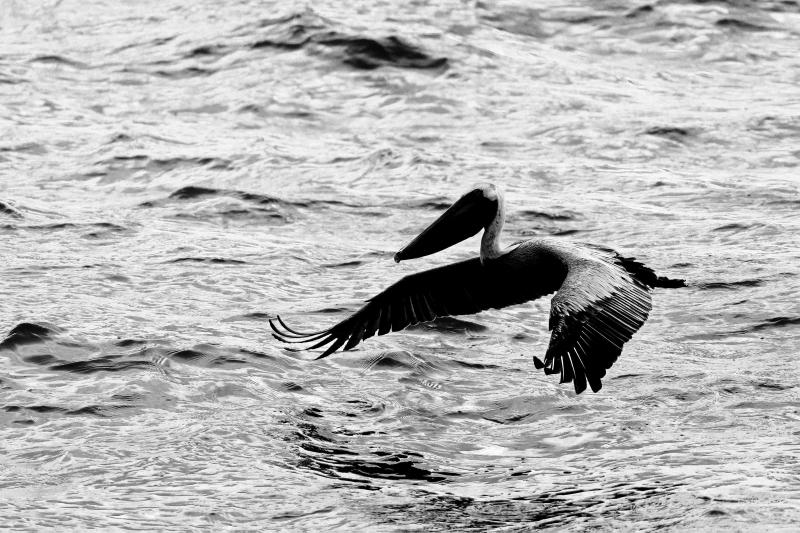 Brown-Pelican-3200-with-fish-in-bill-pouch-_A1G2087-Fort-DeSoto-Park-FL-