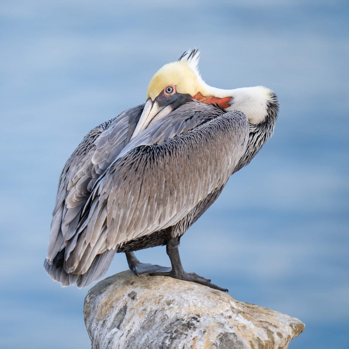 Brown-Pelican-resting-in-early-moring-light-_A1G4625-La-Jolla-CA-