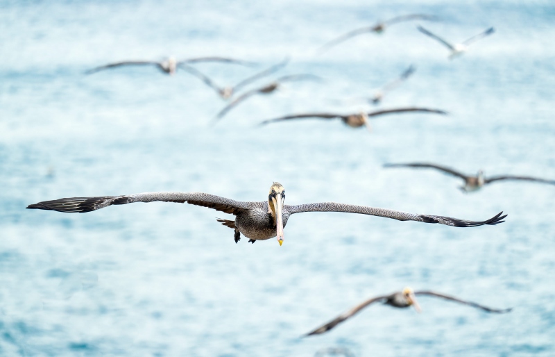 Brown-Pelicans-3200-in-flight-_A1G4874-La-Jolla-CA