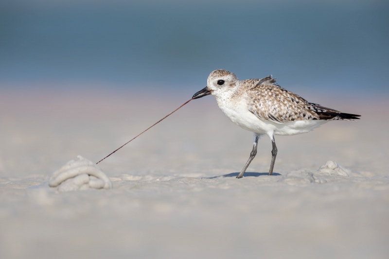 CVDW-Black-bellied-plover-pulling-worm_F7A5284-Fort-de-Soto-Tierra-Verde-FL-USA