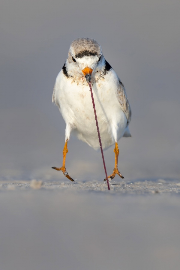 CVDW-Piping-plover-pulling-a-worm_F7A3900-Fort-de-Soto-Tierra-Verde-FL-USA