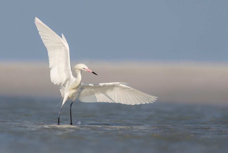 CVDW-Reddish-egret-White-morph-fishing_F7A4749-Fort-de-Soto-Tierra-Verde-FL-USA