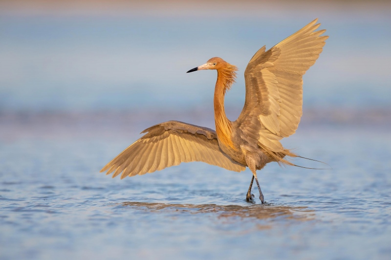 CVDW-Reddish-egret-dancing-in-late-light_F7A8593-Fort-de-Soto-Tierra-Verde-FL-USA