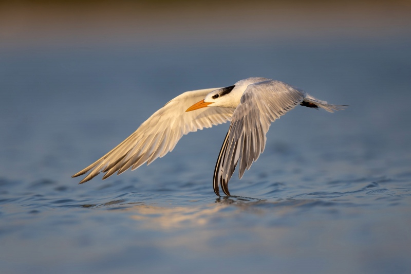 CVDW-Royal-tern-flying-above-water_F7A7858-Fort-de-Soto-Tierra-Verde-FL-USA