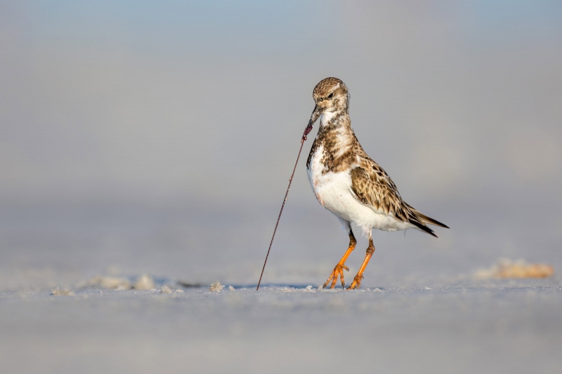 CVDW-Rudy-Turnstone-pulling-a-worm_F7A3467-Fort-de-Soto-Tierra-Verde-FL-USA