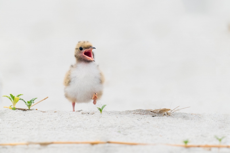 Common-Tern-3200-chick-A-wanting-to-get-fed-_A1G0468-Nickerson-Beach-Park-Lido-Beach.-Long-Island-NY
