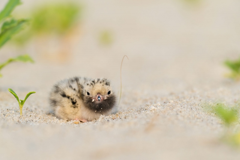 Common-Tern-3200-chick-less-than-one-day-old-_A1G8422-Nickerson-Beach-Park-Lido-Beach.-Long-Island-NY