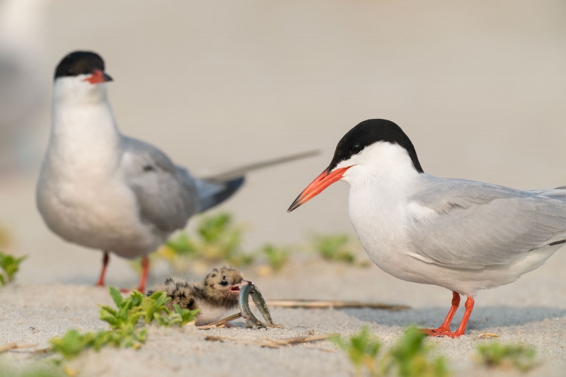 Common-Tern-3200-chick-swallowing-Sand-Eel-_A1G7499-Nickerson-Beach-Park-Lido-Beach.-Long-Island-NY