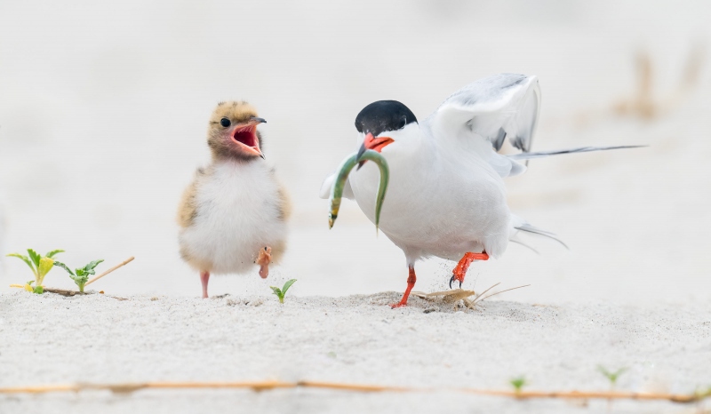 Common-Tern-3200-chick-wanting-to-get-fed-_A1G0468-Nickerson-Beach-Park-Lido-Beach.-Long-Island-NY