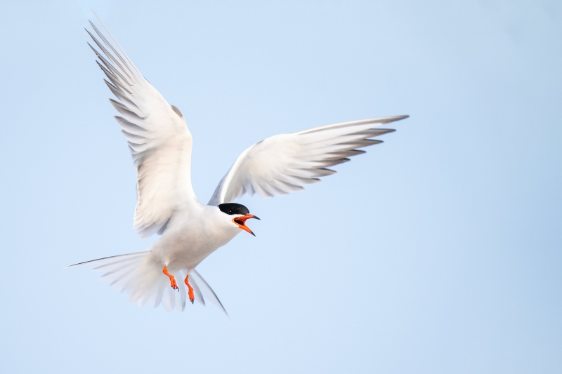 Common-Tern-3200-defending-nest-with-eggs-from-Laughing-Gull-_A1G2088-Nickerson-Beach-Park-Lido-Beach.-Long-Island-NY