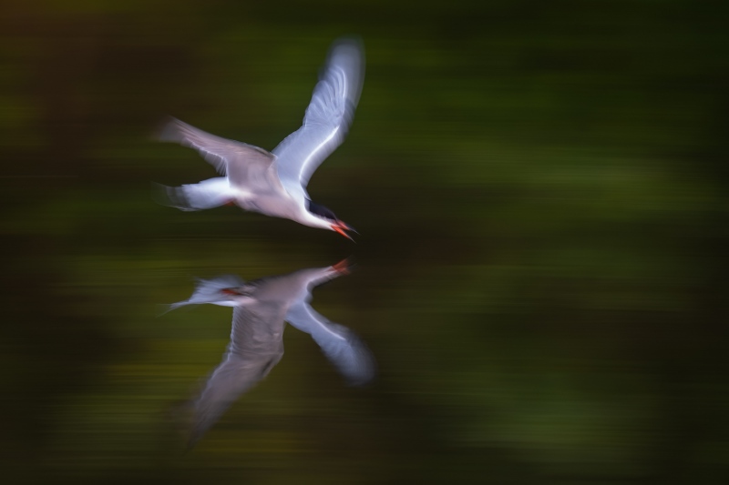 Common-Tern-3200-drinking-_A1G7178-Nickerson-Beach-Park-Lido-Beach.-Long-Island-NY