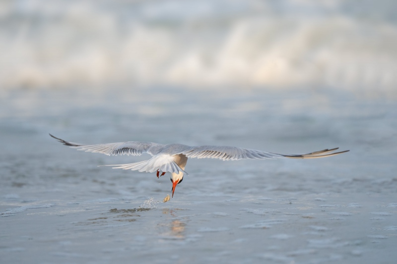 Common-Tern-3200-grabbing-mole-crab-_A1G5606-Nickerson-Beach-Park-Lido-Beach.-Long-Island-NY