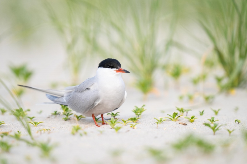 Common-Tern-3200-on-sand-_A1G2180-Nickerson-Beach-Park-Lido-Beach.-Long-Island-NY