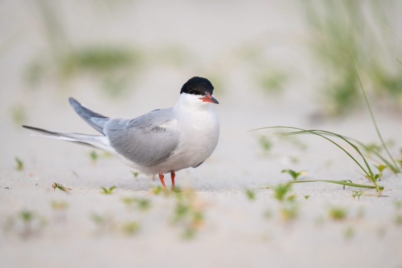 Common-Tern-3200-on-sand-_A1G2208-Nickerson-Beach-Park-Lido-Beach.-Long-Island-NY