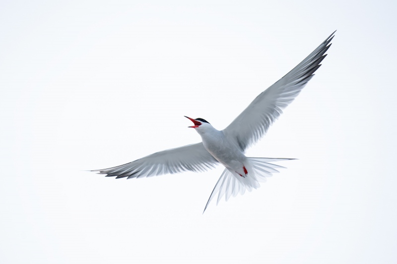 Common-Tern-3200-screaming-ISO-6400-_A1G6136-Nickerson-Beach-Park-Lido-Beach.-Long-Island-NY-Enhanced-NR