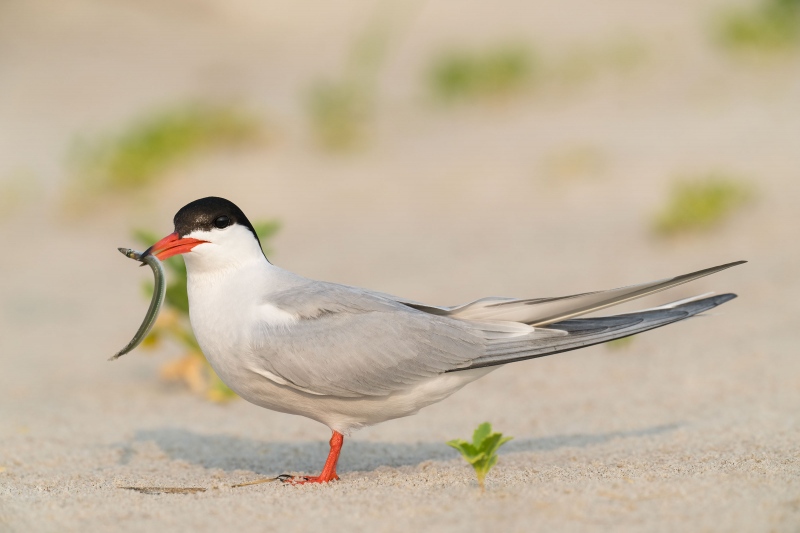 Common-Tern-3200-with-Sand-Eel-for-chick-_A1G7339-Nickerson-Beach-Park-Lido-Beach.-Long-Island-NY