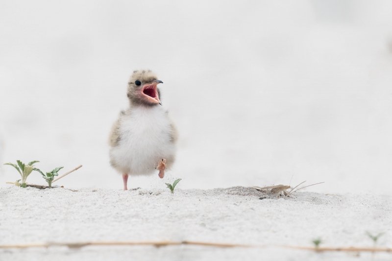 Common-Tern-chick-3200-B-DESAT-wanting-to-get-fed-_A1G0468-Nickerson-Beach-Park-Lido-Beach.-Long-Island-NY